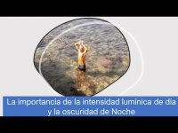 Los ojos y la  Luz. Ejercicios prácticos. Mejora tu salud, visión, refuerza tu sistema inmunitario. Los ojos y la  Luz. Ejercicios prácticos. Mejora tu salud, visión, refuerza tu sistema inmunitario.