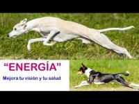 "Energía" y Rehabilitación Visual. "Energía" y Rehabilitación Visual.