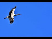 Ensoñaciones Conscientes "Soaring" Ensoñaciones Conscientes "Soaring"