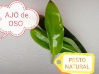 VIDA SANA. Un regalo de la Natursleza: Pesto de Ajo de Osos VIDA SANA. Un regalo de la Natursleza: Pesto de Ajo de Osos