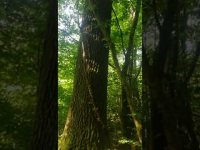 VIDA SANA. La llamada de la selva 1 VIDA SANA. La llamada de la selva 1
