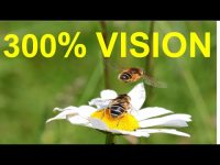 La Verdadera Visión (la cual, nos permite evolucionar) La Verdadera Visión (la cual, nos permite evolucionar)